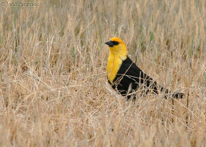 Yellow-headed Blackbird, Quivira National Wildlife Refuge, Kansas, United States