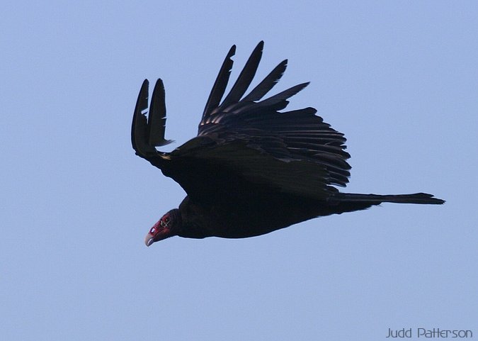 Turkey Vulture, Konza Prairie, Kansas, United States