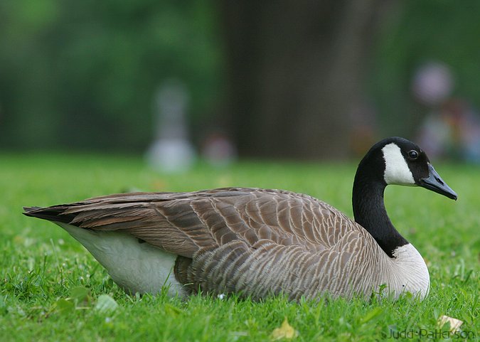 Canada Goose, Saline County, Kansas, United States