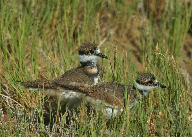 Killdeer chicks, Quivira National Wildlife Refuge, Kansas, United States