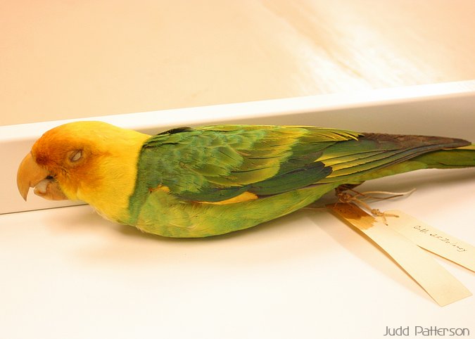 Carolina Parakeet (extinct), KU Museum of Natural History, Lawrence, Kansas, United States