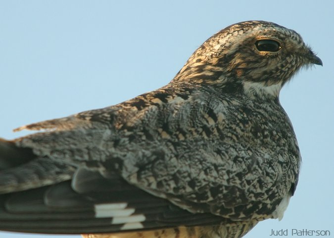 Common Nighthawk, Konza Prairie, Kansas, United States