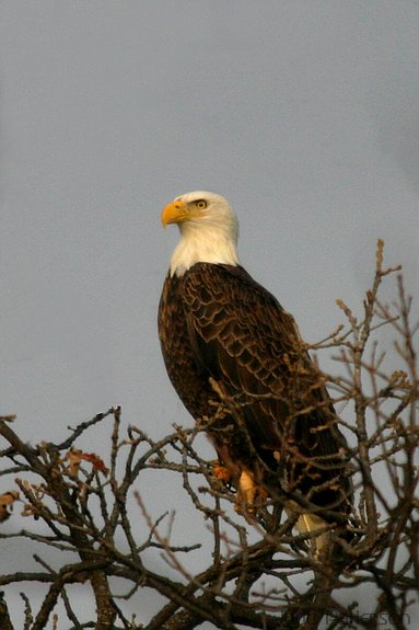 Bald Eagle, Pottawatomie State Fishing Lake, Kansas, United States