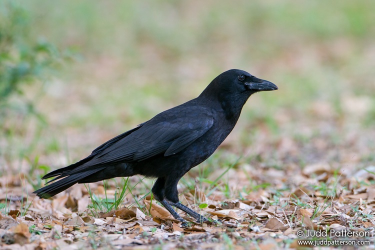 American Crow, Kissimmee Prairie Preserve State Park, Florida, United States