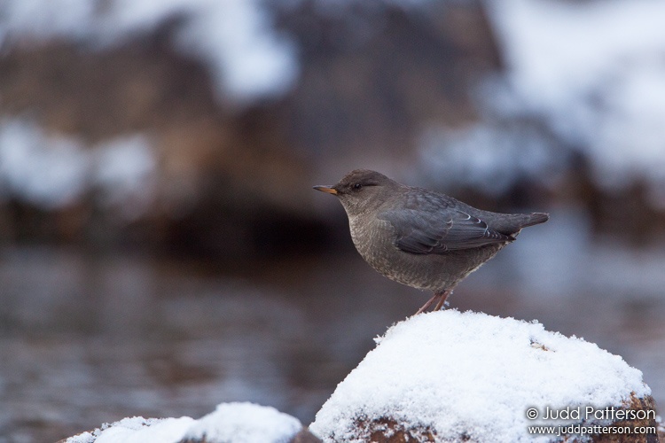 American Dipper, White River National Forest, Colorado, United States