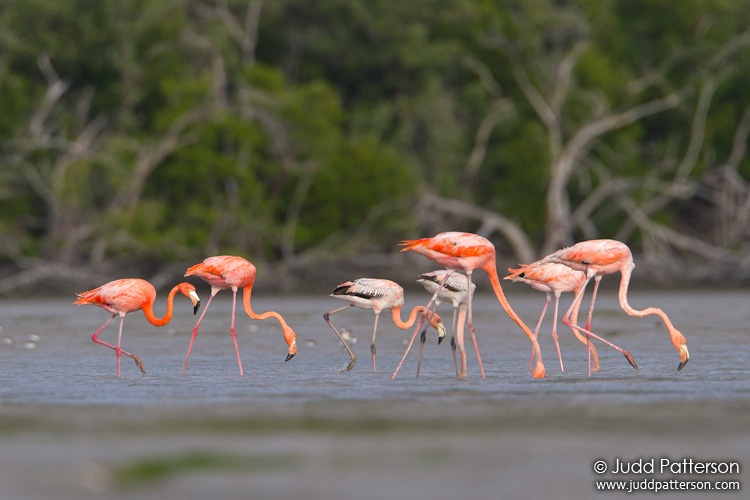 American Flamingo, Everglades National Park, Florida, United States