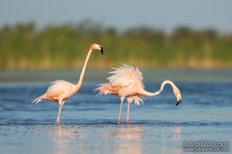 American Flamingo, Palm Beach County, Florida, United States