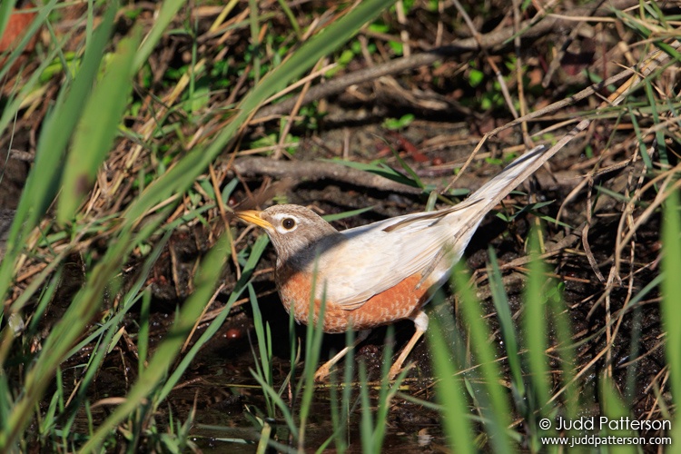 American Robin, Viera Wetlands, Brevard County, Florida, United States