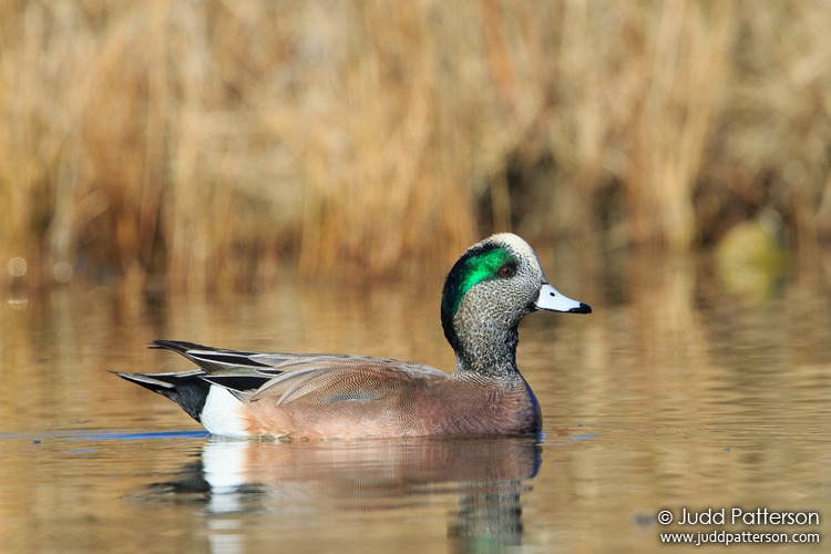 American Wigeon, Fossil Creek Park, Larimer County, Colorado, United States