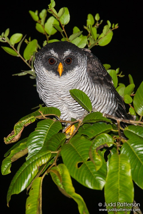 Black-and-white Owl, Mindo area, Ecuador