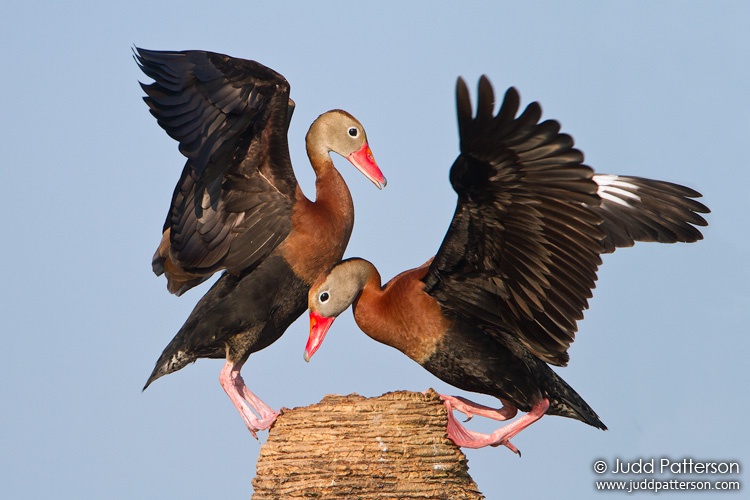 Black-bellied Whistling-Duck, Viera Wetlands, Florida, United States