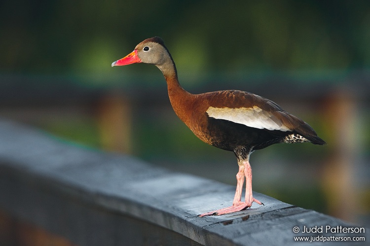 Black-bellied Whistling-Duck, Wakodahatchee Wetlands, Florida, United States