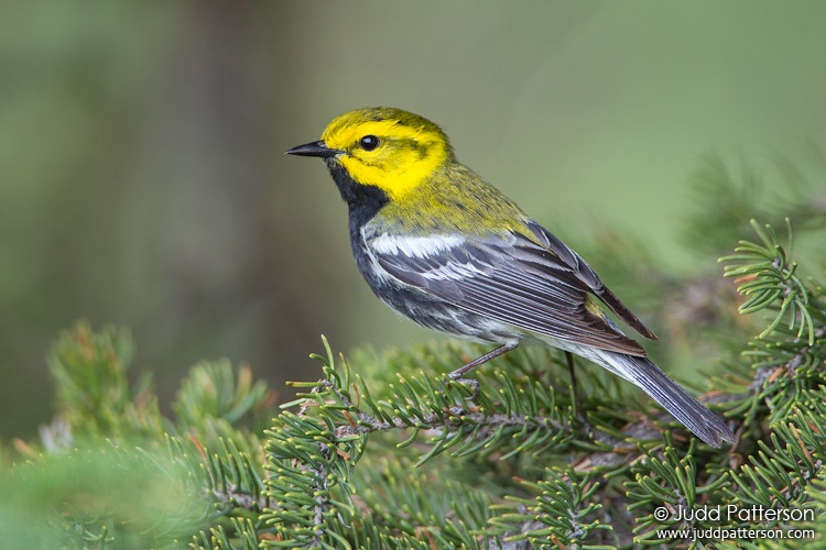 Black-throated Green Warbler, Piscataquis County, Maine, United States
