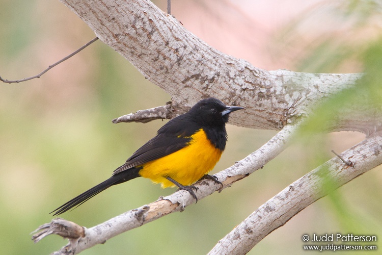 Black-vented Oriole, South Padre Island, Texas, United States