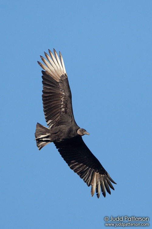 Black Vulture, Everglades National Park, Miami-Dade County, Florida, United States
