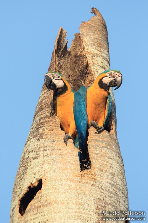 Blue-and-yellow Macaw, Miami-Dade County, Florida, United States