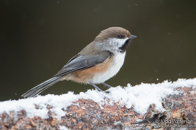 Boreal Chickadee, Sax-Zim Bog, Minnesota, United States