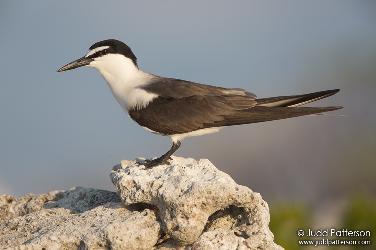 Bridled Tern, Dry Tortugas National Park, Florida, United States