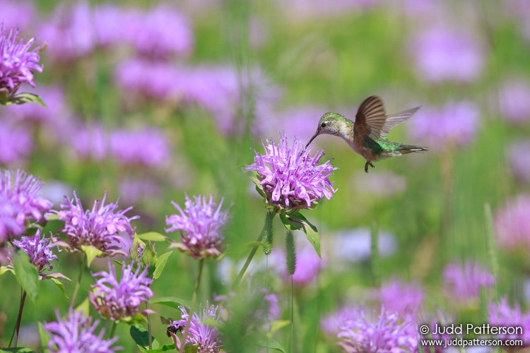 Broad-tailed Hummingbird, Rocky Mountain National Park, Colorado, United States