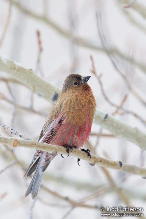 Brown-capped Rosy-Finch, Crested Butte, Gunnison, Colorado, United States