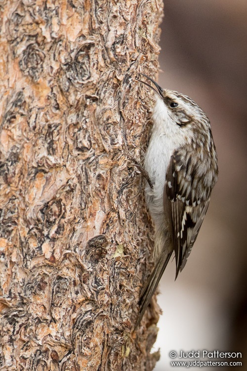 Brown Creeper, Rocky Mountain National Park, Colorado, United States