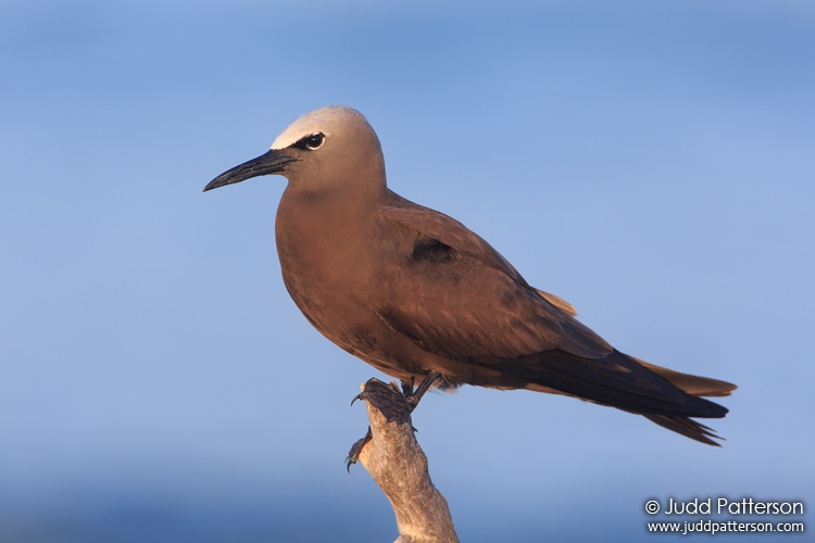 Brown Noddy, Dry Tortugas National Park, Monroe County, Florida, United States
