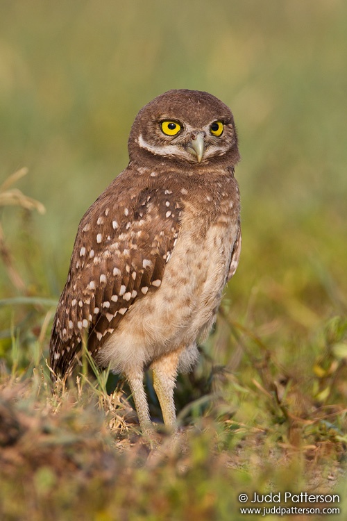 Burrowing Owl, Brian Piccolo Park, Florida, United States