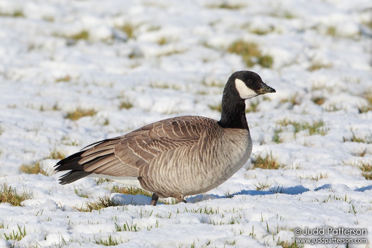 Cackling Goose, Fossil Creek Park, Larimer County, Colorado, United States