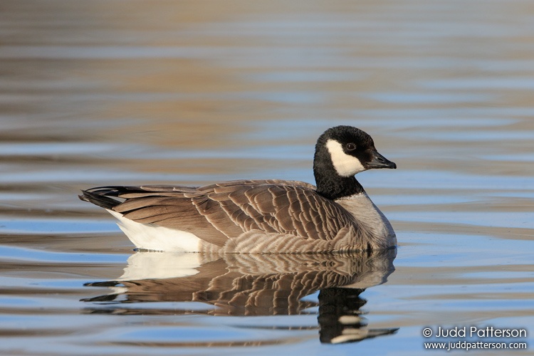 Cackling Goose, Denver, Colorado, United States