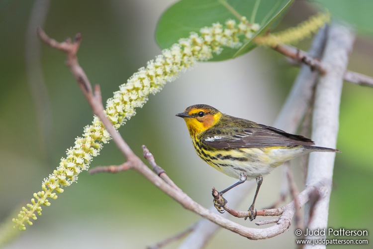 Cape May Warbler, Bill Baggs Cape Florida State Park, Miami-Dade County, Florida, United States