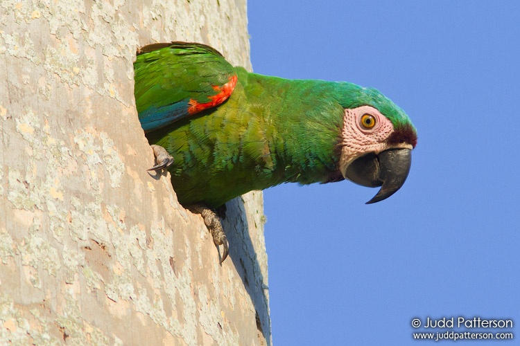 Chestnut-fronted Macaw, Matheson Hammock Park, Florida, United States