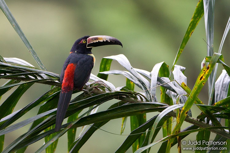 Collared Aracari, Rancho Naturalista, Cartago, Costa Rica