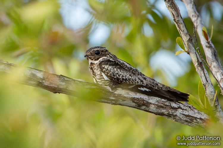 Common Nighthawk, Miami-Dade County, Florida, United States
