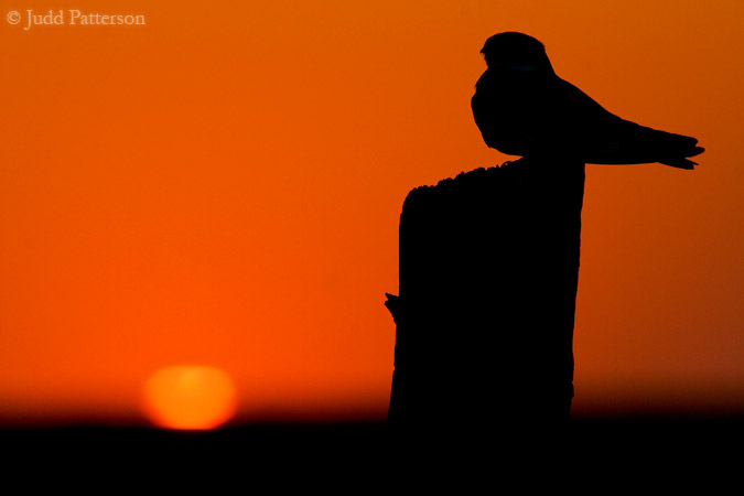 The Nighthawk Waits, Saline County, Kansas, United States