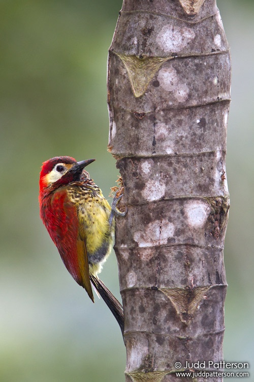 Crimson-mantled Woodpecker, Tandayapa Bird Lodge, Ecuador