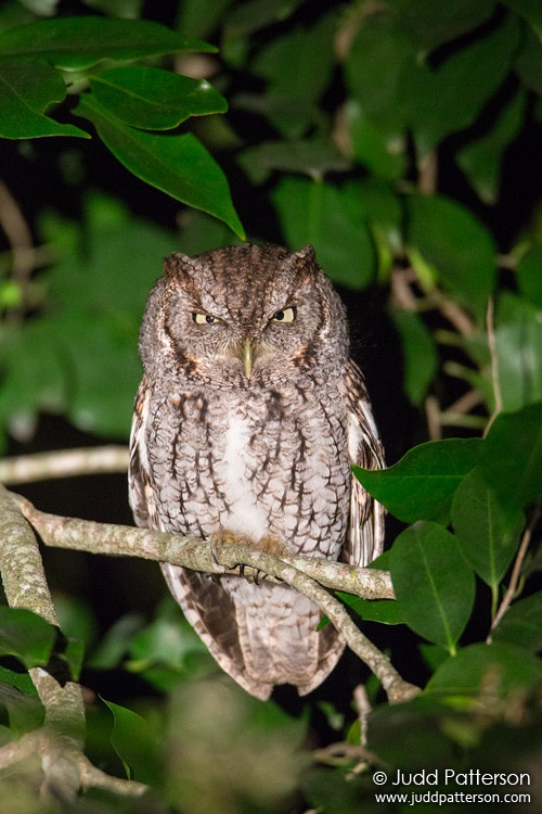Eastern Screech-Owl, Miami-Dade County, Florida, United States