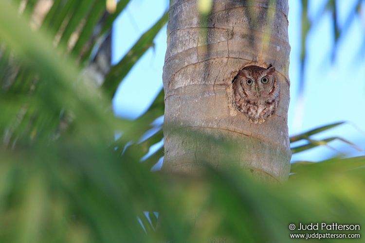 Eastern Screech-Owl, Richardson Park, Florida, United States