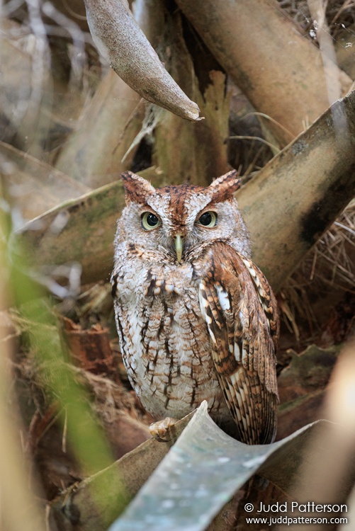Eastern Screech-Owl, Green Cay Wetlands, Florida, United States