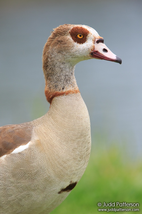 Egyptian Goose, Miami-Dade County, Florida, United States
