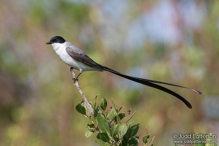 Fork-tailed Flycatcher, Highland Oaks Park, Miami-Dade County, Florida, United States