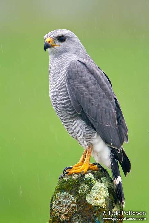 Gray Hawk, Costa Rica