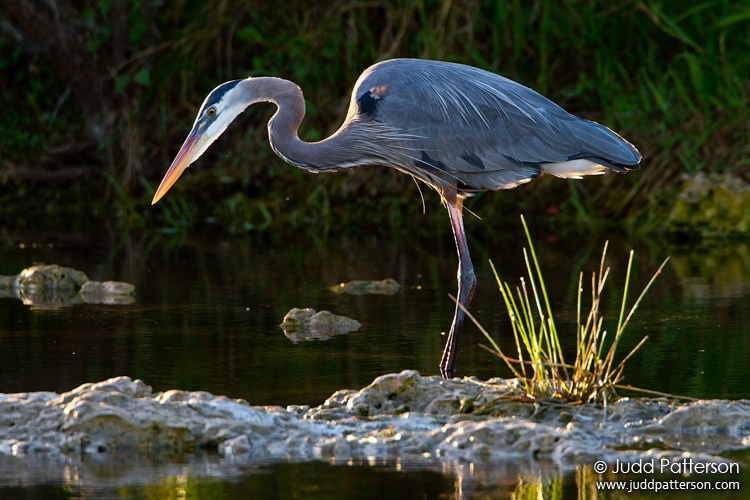 Great Blue Heron, Everglades National Park, Florida, United States