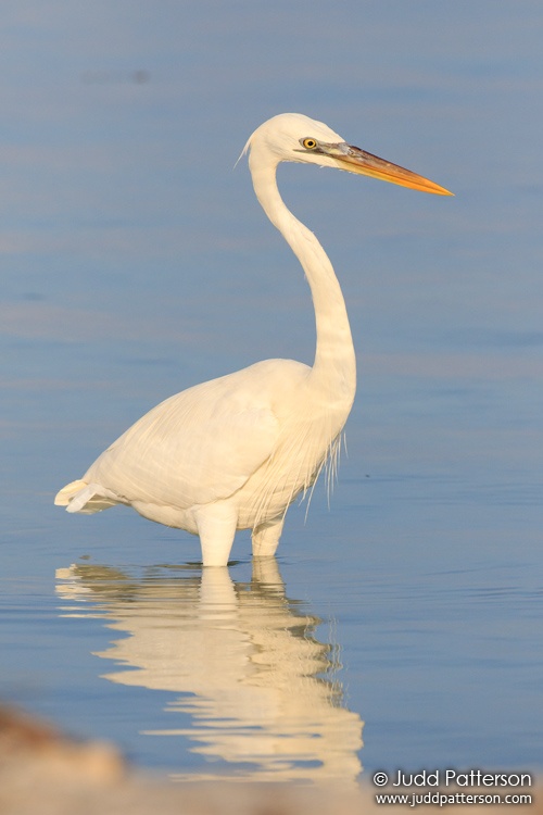 Great Blue Heron, Indian Key Channel, Monroe County, Florida, United States