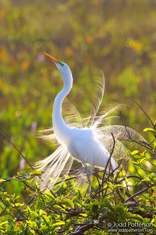 Great Egret, Wakodahatchee Wetlands, Palm Beach County, Florida, United States