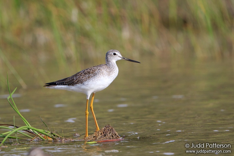 Greater Yellowlegs, Cutler Wetlands, Miami-Dade County, Florida, United States