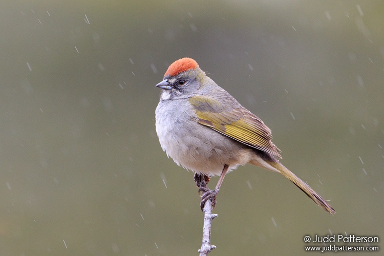 Green-tailed Towhee, Rocky Mountain National Park, Colorado, United States