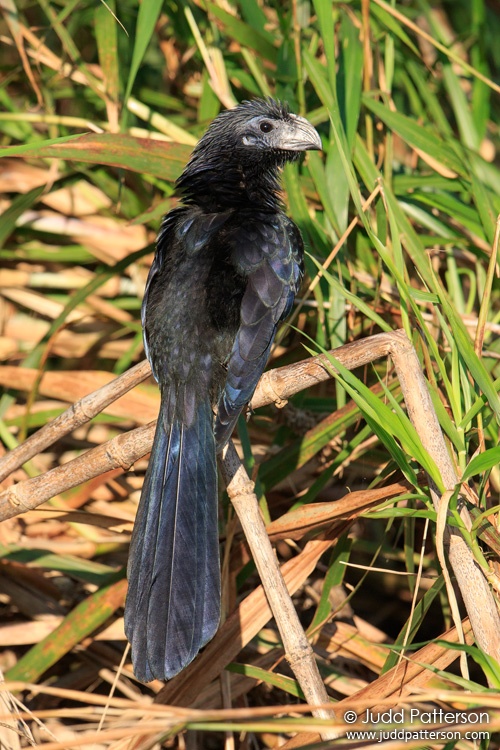 Groove-billed Ani, Miami-Dade County, Florida, United States