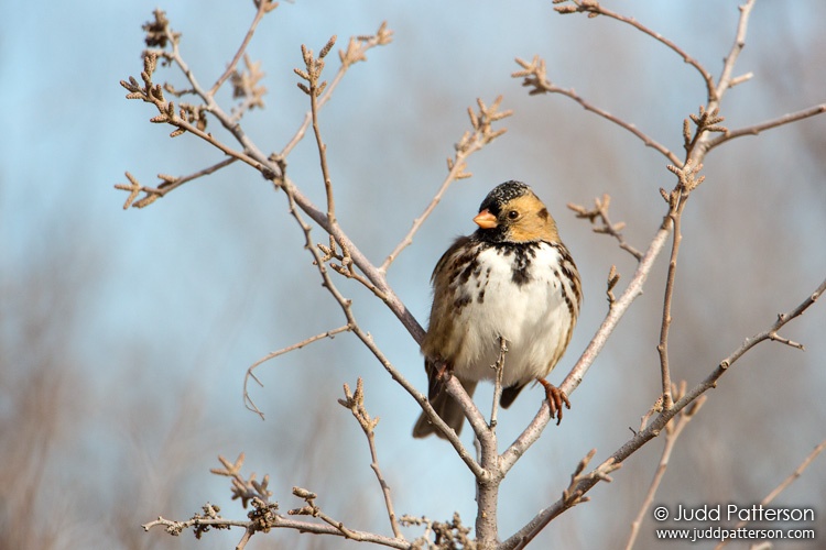 Harris's Sparrow, Indian Rock Park, Kansas, United States