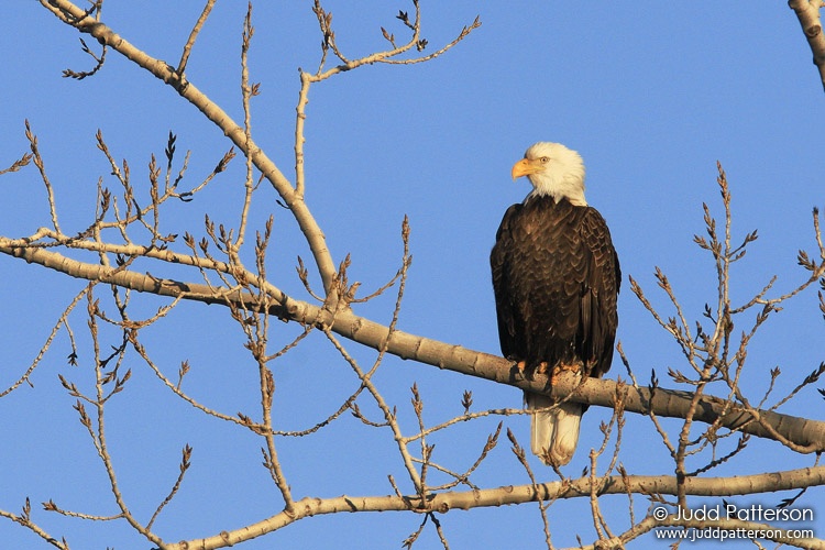 Bald Eagle, Milford State Lake, Kansas, United States