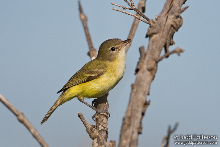 Bell's Vireo, Geary County, Kansas, United States